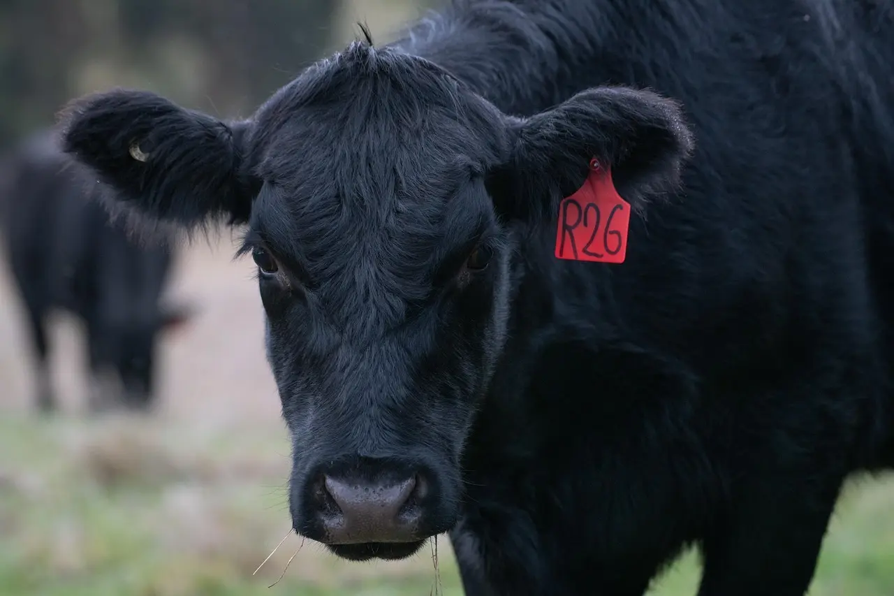De 13 tips til ægte rabatter på Black Friday