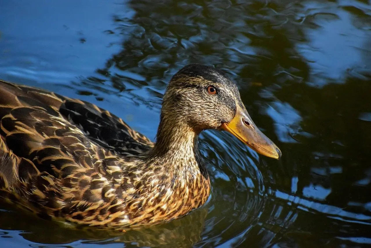 Fyre i krydsord løsninger