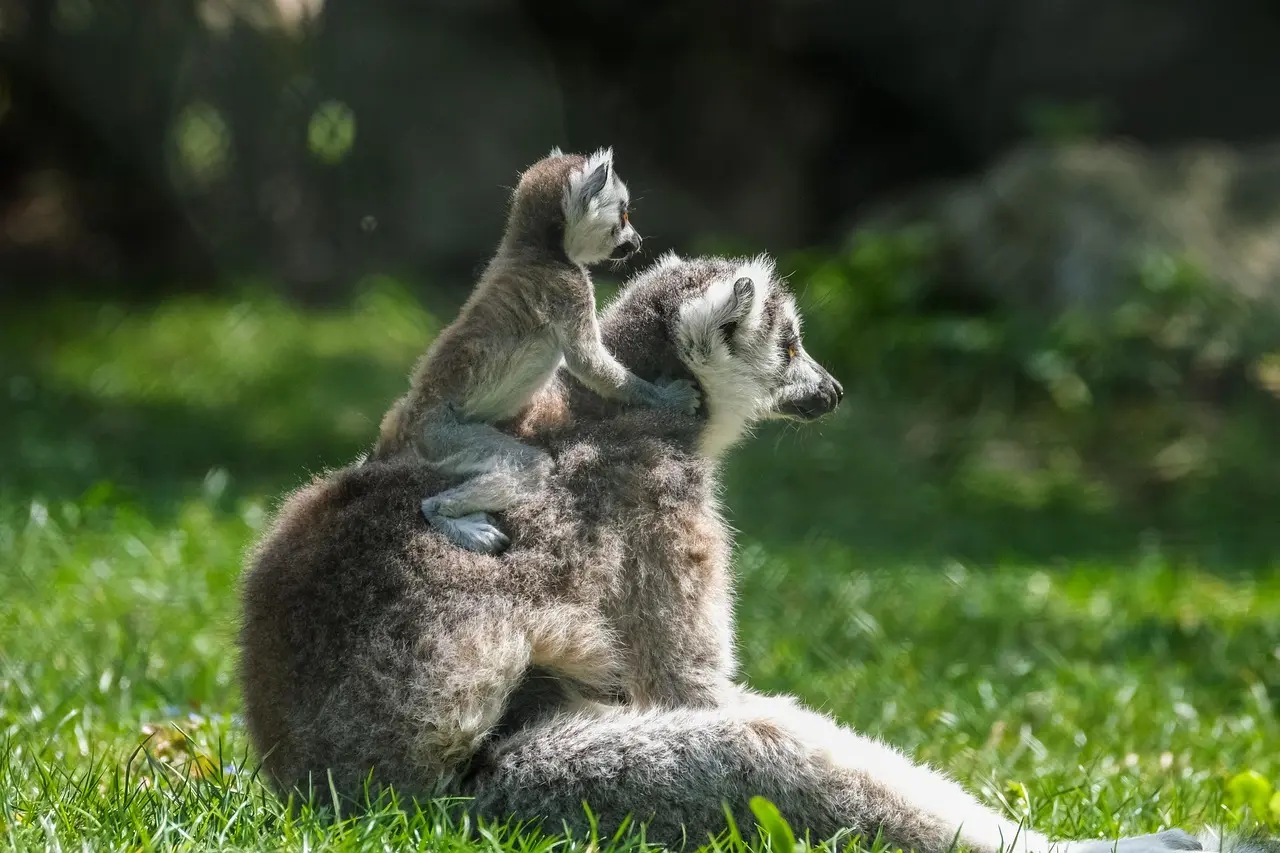 Abearter: Hjælp til krydsord