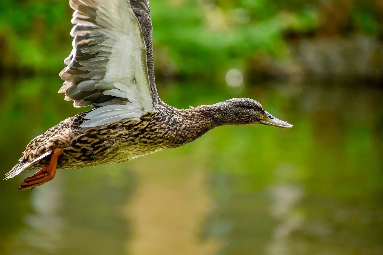 Løsning til Gene i krydsord